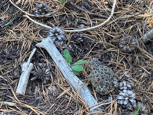 iNaturalist observation photo of Yosemite Toad