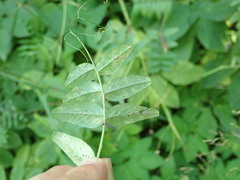 Uromyces viciae-fabae