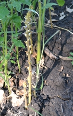 Orobanche cumana
