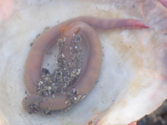 Glyceridae