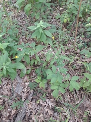 Agrimonia rostellata