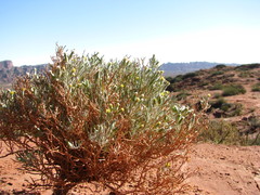 Senecio hualtaranensis