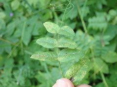 Uromyces viciae-fabae