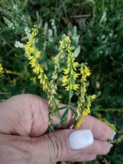 Melilotus officinalis