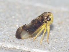 Pediopsoides