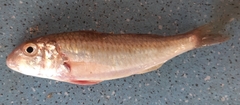 Mullus barbatus ponticus