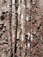 Dendrothele microspora