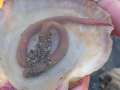 Glyceridae