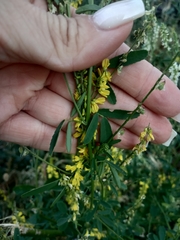 Melilotus officinalis
