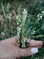 Melilotus albus