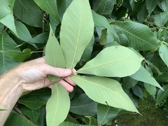 Carya carolinae-septentrionalis