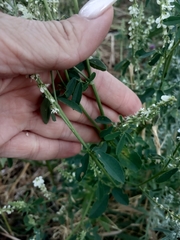 Melilotus albus