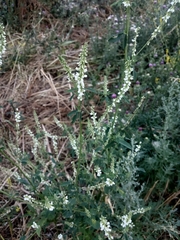 Melilotus albus