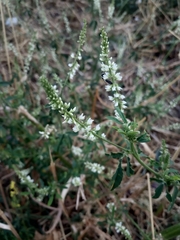 Melilotus albus
