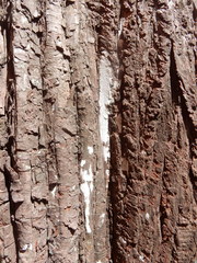 Dendrothele microspora