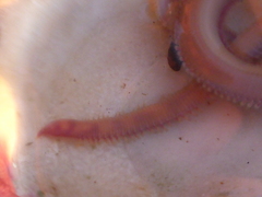 Glyceridae