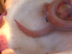 Glyceridae
