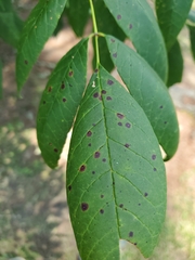 Mycosphaerella effigurata