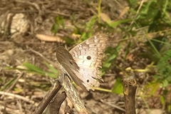 Anartia jatrophae