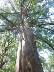 Dendrothele microspora