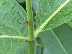 Leiobunum ventricosum