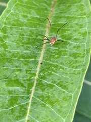 Leiobunum ventricosum