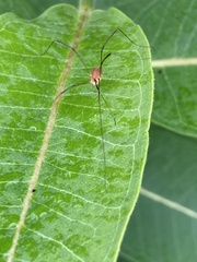 Leiobunum ventricosum