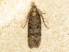 Chionodes thoraceochrella