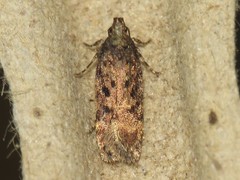 Chionodes pereyra