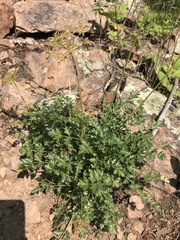 Cymopterus hallii