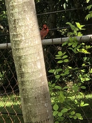 Cardinalis cardinalis