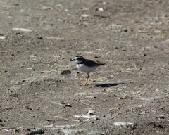 Charadrius collaris