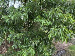 Sideroxylon foetidissimum