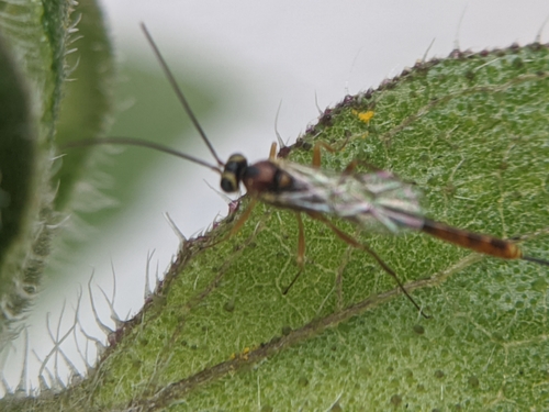 photo of Ichneumonid Wasps (Ichneumonidae)