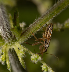 Nabis rugosus