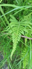 Phegopteris connectilis