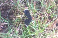 Melanchroia chephise