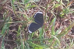 Melanchroia chephise