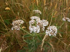 Achillea millefolium