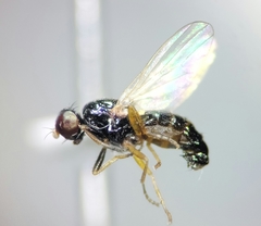 Piophilidae