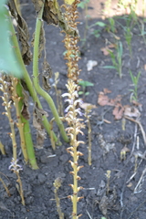Orobanche cumana