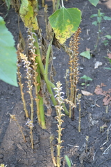 Orobanche cumana