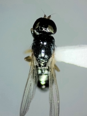 Piophilidae