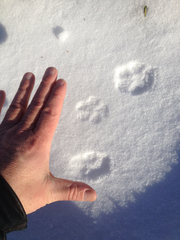 Canis latrans thamnos