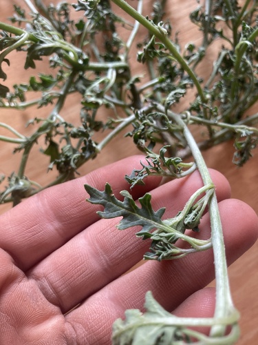 Solanum triflorum iNat (3)