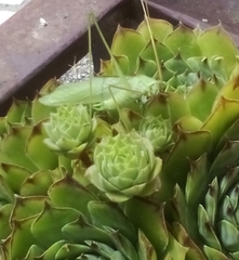 Acrometopa macropoda