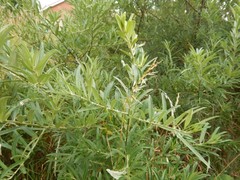 Hippophae rhamnoides