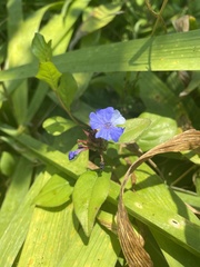 Ceratostigma plumbaginoides