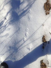 Canis latrans thamnos