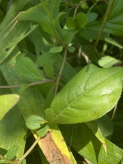 Ceratostigma plumbaginoides